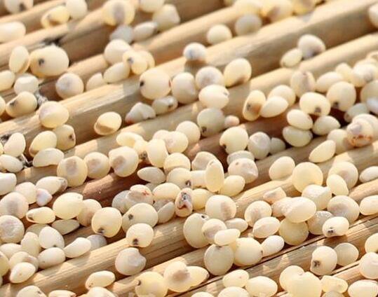 3000Pcs A Set SorghumSeed ProQgf