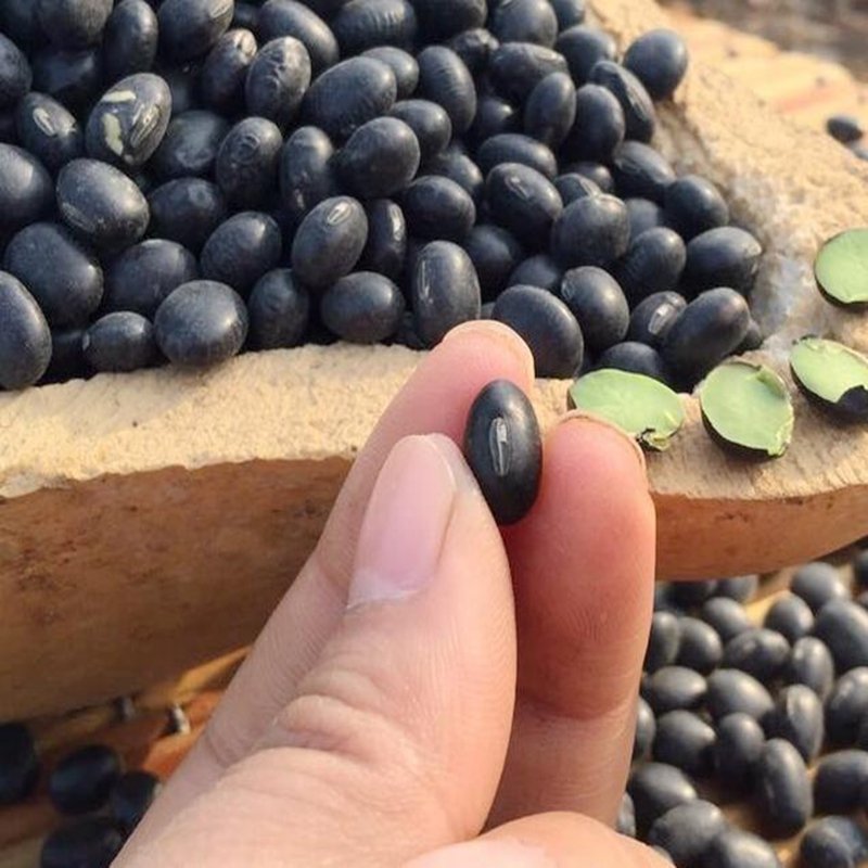 300Pcs A Set black bean Seed ProQgf