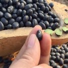 300Pcs A Set black bean Seed ProQgf