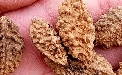 20Pcs A Set Elaeocarpus balansae  Seed ProQgf