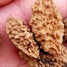 20Pcs A Set Elaeocarpus balansae  Seed ProQgf