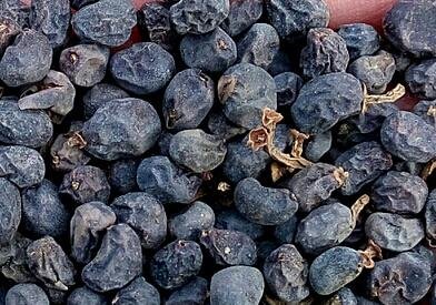 200Pcs A Set Ligustrum lucidum Seed ProQgf