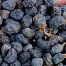 200Pcs A Set Ligustrum lucidum Seed ProQgf