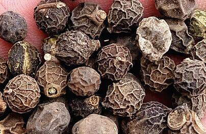 200Pcs A Set Celtis sinensis Seed ProQgf