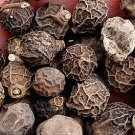200Pcs A Set Celtis sinensis Seed ProQgf