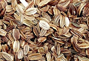 2000Pcs A Set Angelica sinensis Seed ProQgf