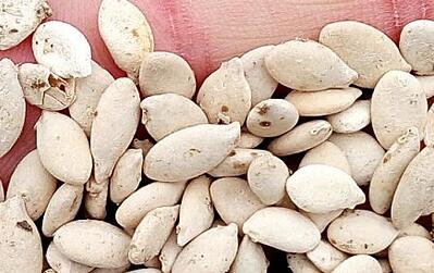 300Pcs A Set Benincasa hispida  Seed ProQgf