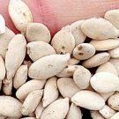 300Pcs A Set Benincasa hispida  Seed ProQgf