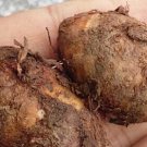 2Pcs A Set Typhonium giganteum  Seed ProQgf