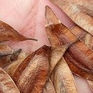 50Pcs A Set  Eucommia ulmoides Oliver Seed ProQgf