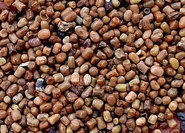 2000Pcs A Set Indigofera amblyantha Seed ProQgf