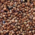 2000Pcs A Set Indigofera amblyantha Seed ProQgf