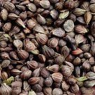 500Pcs A Set Carpinus turczaninowii  Seed ProQgf