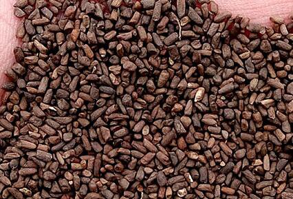5000Pcs A Set Orychophragmus violaceus Seed ProQgf