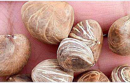 10Pcs A Set Pachira macrocarpa Seed ProQgf