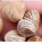 10Pcs A Set Pachira macrocarpa Seed ProQgf