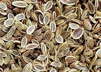 3000Pcs A Set Saposhnikovia divaricata Seed ProQgf