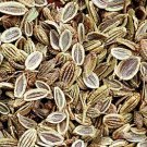 3000Pcs A Set Saposhnikovia divaricata Seed ProQgf