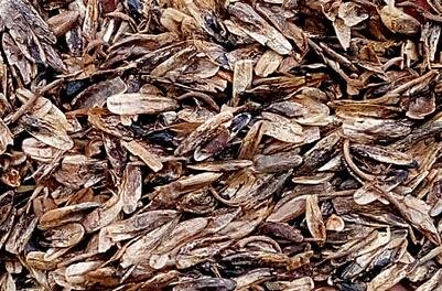 2000Pcs A Set Liquidambar formosana Seed ProQgf