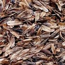 2000Pcs A Set Liquidambar formosana Seed ProQgf