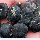 30Pcs A Set Erythrophleum fordii Seed ProQgf
