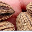 30Pcs A Set Davidia involucrata Seed ProQgf