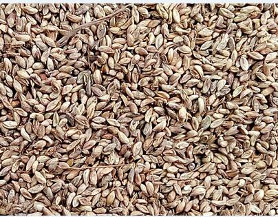 3000Pcs A Set Setaria viridis Seed ProQgf