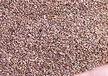 5000Pcs A Set Cynodon dactylon Seed ProQgf