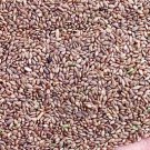 5000Pcs A Set Cynodon dactylon Seed ProQgf