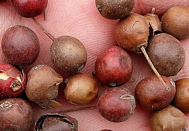 300Pcs A Set Ilex cornuta Seed ProQgf