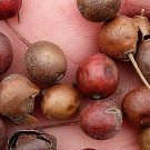 300Pcs A Set Ilex cornuta Seed ProQgf