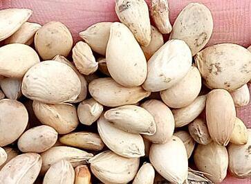 300Pcs A Set Poncirus trifoliata Seed ProQgf