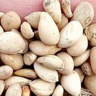 300Pcs A Set Poncirus trifoliata Seed ProQgf