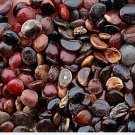 500Pcs A Set Hovenia acerba Seed ProQgf