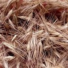 3000Pcs A Set Pennisetum alopecuroides Seed ProQgf