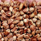 500Pcs A Set Sabina chinensis Seed ProQgf