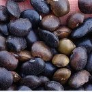 300Pcs A Set Sophora japonica Seed ProQgf