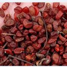 1000Pcs A Set Pittosporum tobira Seed ProQgf