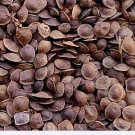 3000Pcs A Set Mimosa pudica Seed ProQgf
