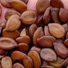 200Pcs A Set Albizia julibrissin Seed ProQgf