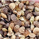 1000Pcs A Set Onobrychis viciaefolia Seed ProQgf