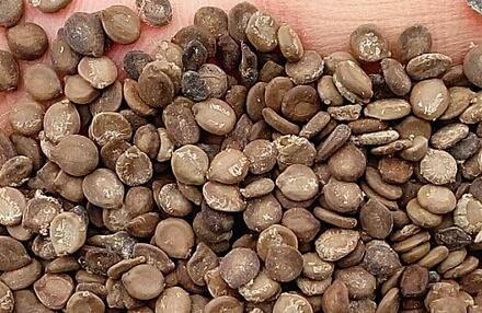 300Pcs A Set Robinia hispida Seed ProQgf