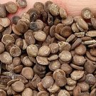 300Pcs A Set Robinia hispida Seed ProQgf