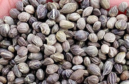 500Pcs A Set Swida alba Seed ProQgf