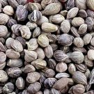 500Pcs A Set Swida alba Seed ProQgf