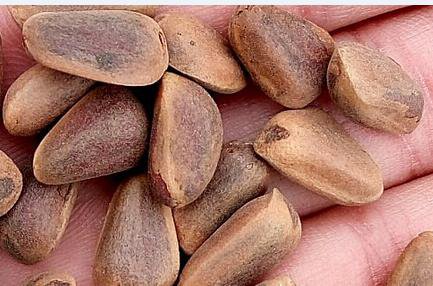 30Pcs A Set Pinus koraiensis Sieb Seed ProQgf
