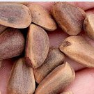 30Pcs A Set Pinus koraiensis Sieb Seed ProQgf