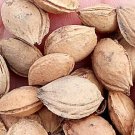 200Pcs A Set Prunus Cerasifera Seed ProQgf
