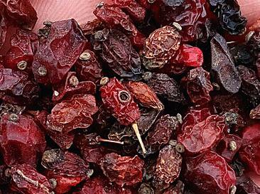 300Pcs A Set Berberis thunbergii Seed ProQgf