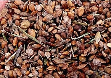 3000Pcs A Set Lespedeza bicolor Seed ProQgf
